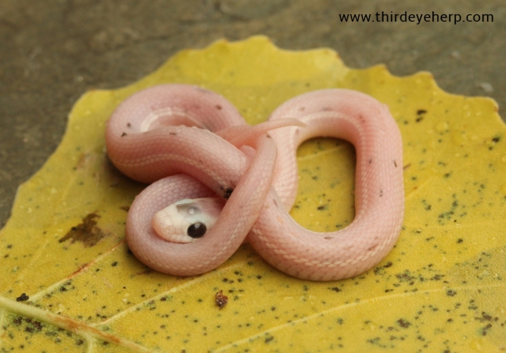 Nebraska White Plains Garter Snake